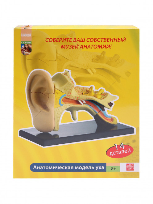 Анатомический набор-ухо Edu Toys - Общий вид