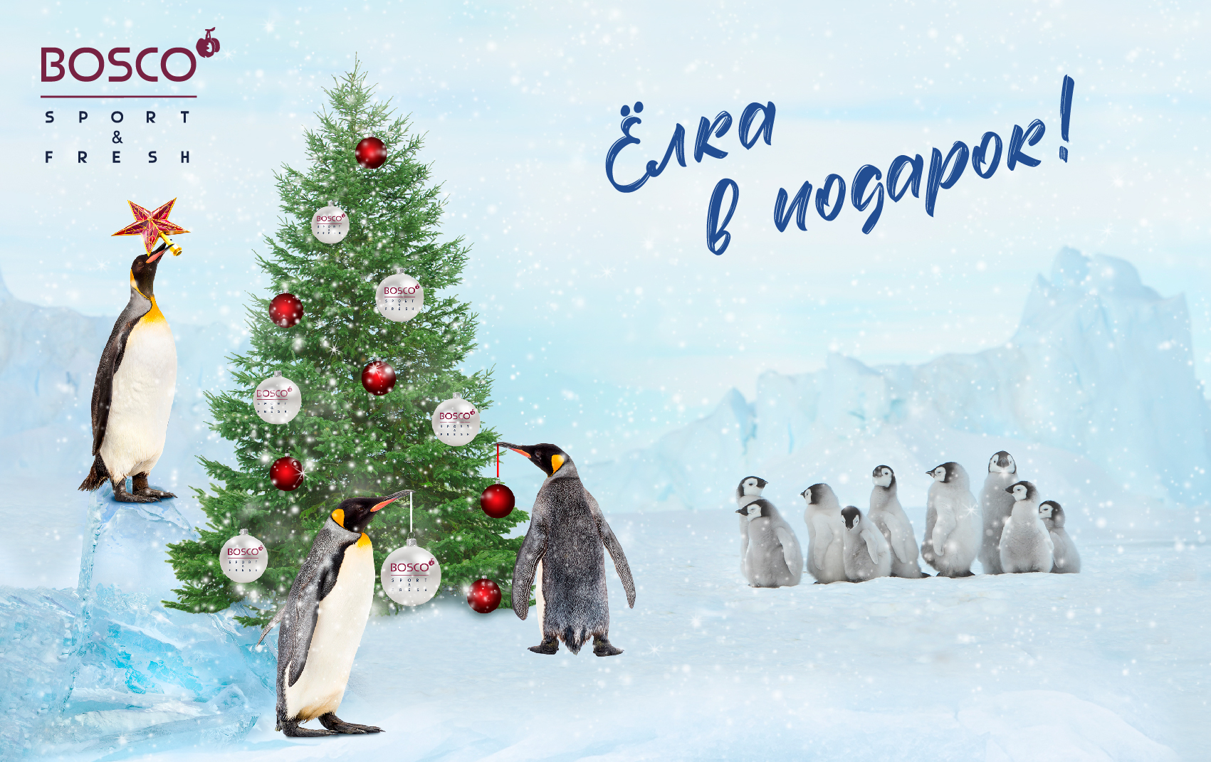 BOSCO дарит новогодние елки!